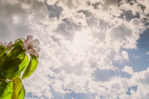 Green leaf on blue sky background with white soft cloud — Stock Photo, Image