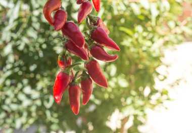 Kırmızı biber dalı