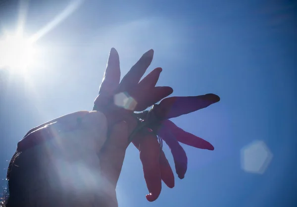 Hand holding bunch of peppers — Stock Photo, Image