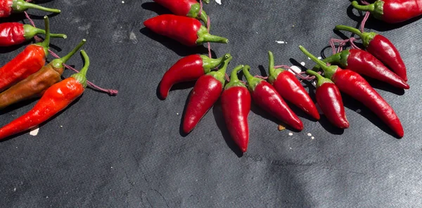 Red hot chili peppers açık havada. Karanlık kurulu arka plan üzerinde kırmızı ve yeşil biber
