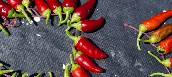 Red hot chili peppers açık havada. Karanlık kurulu arka plan üzerinde kırmızı ve yeşil biber