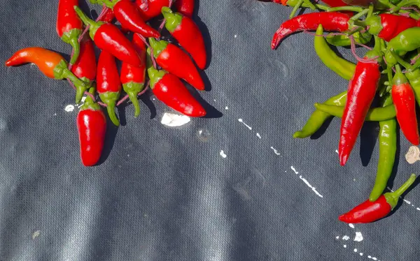 Red hot chili peppers açık havada. Karanlık kurulu arka plan üzerinde kırmızı ve yeşil biber