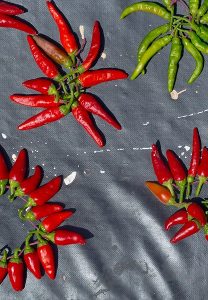 Red hot chili peppers açık havada. Karanlık kurulu arka plan üzerinde kırmızı ve yeşil biber