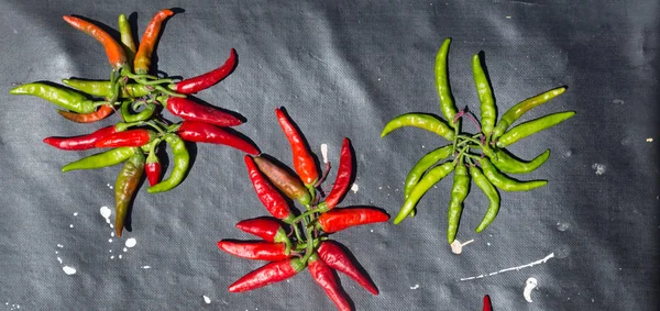 Red hot chili peppers outdoors. Red and green pepper on dark board background