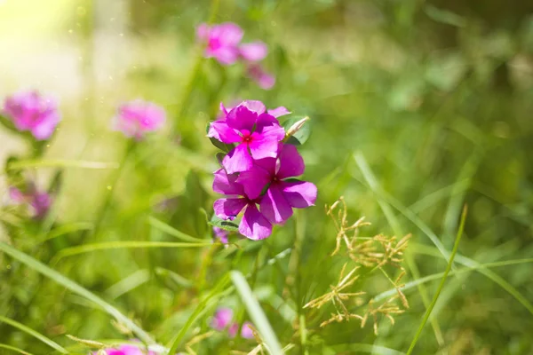 Close-up small purple flower — Stock Photo, Image