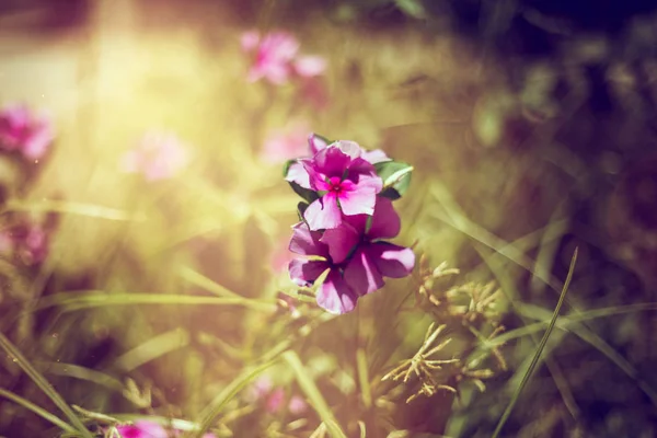 Close-up small purple flower — Stock Photo, Image