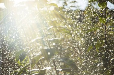 Yağmur damlaları ağacında