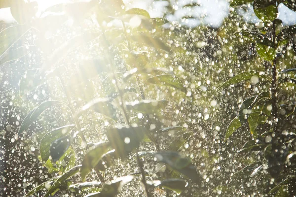 Yağmur damlaları ağacında