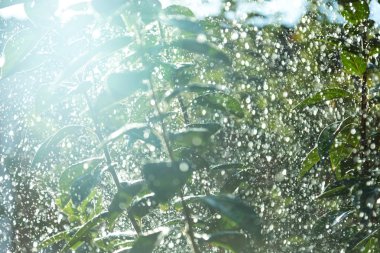 Yağmur damlaları ağacında