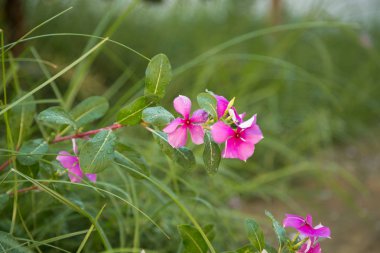 Yakın çekim küçük pembe çiçek