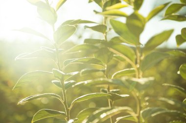 Yağmur damlaları ağacında