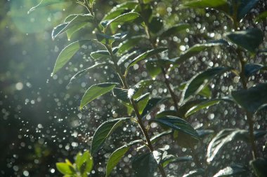 Yağmur damlaları ağacında