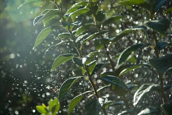 Yağmur damlaları ağacında