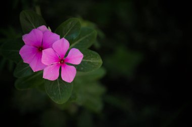 İki küçük pembe çiçekler