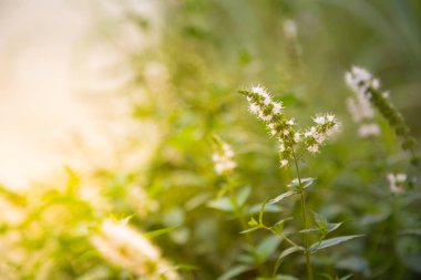 Güneş ışığı altında küçük yeşil çim