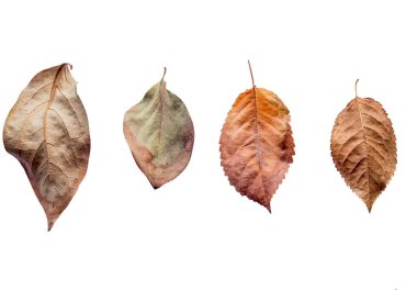 Sonbahar yaprakları. Sonbahar tasarım öğeleri.