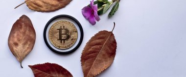 Altın bitcoin üzerinde sonbahar beyaz zemin üzerine bırakır. Sonbahar için tasarım öğeleri.
