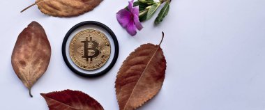 Gold bitcoin on autumn leaves on white background. Design elements for autumn. clipart