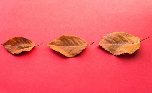Três folhas caídas. Elementos de design outono . — Fotografia de Stock