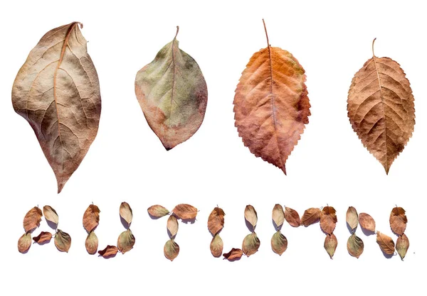 Осінній дизайн. Осіннє листя на білому тлі з текстом: AUTUMN — стокове фото