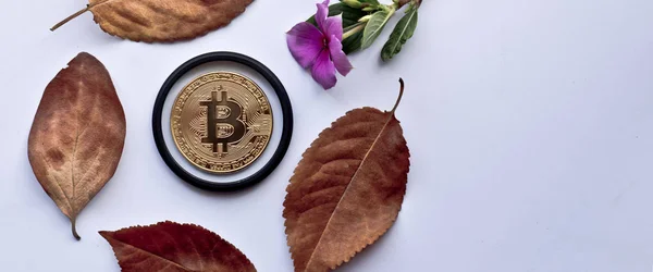 Bitcoin d'or sur les feuilles d'automne sur fond blanc. Eléments de conception pour l'automne . — Photo