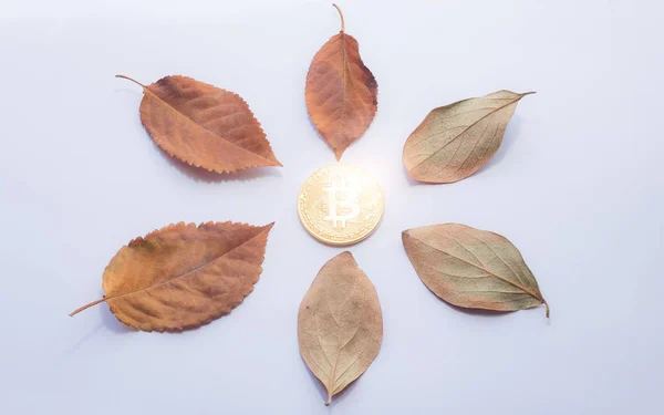 Virtuální mince Bitcoin a na podzim listí kolem na bílém — Stock fotografie