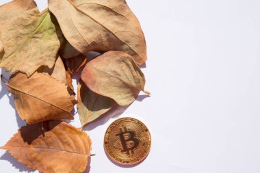 Daire içinde düşen sonbahar yaprakları ile yukarıda altın bitcoin.