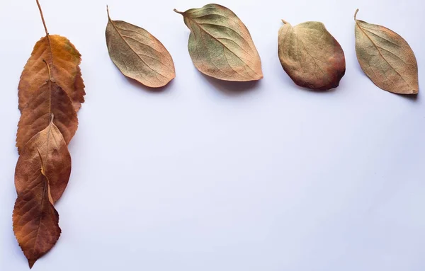 Elemen desain musim gugur. Bingkai sudut daun jatuh yang indah — Stok Foto
