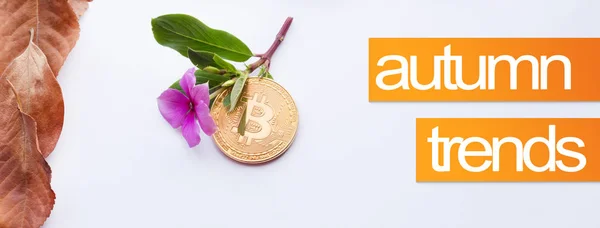 Elementos de design para o outono. Imagem da capa para o outono. Bitcoin e flor rosa com folhas de outono no canto — Fotografia de Stock