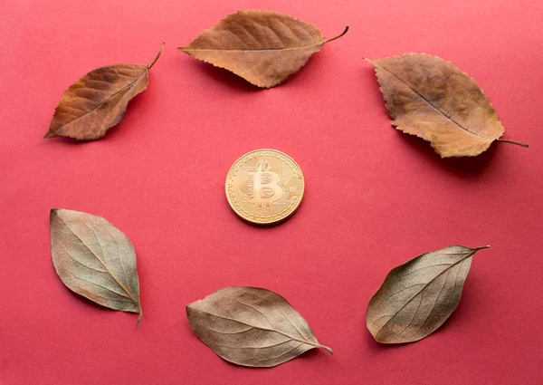 Designelementen voor de herfst. Gouden Bitcoin en gevallen blaadjes in cirkel vorm — Stockfoto