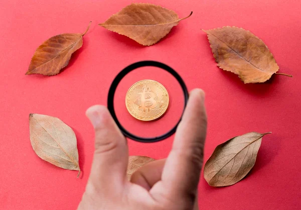 Persoon houdt een glas in zijn hand en kijken door het gouden Bitcoin en gevallen bladeren — Stockfoto