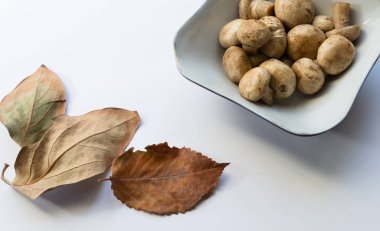 Mantar plaka ve sonbahar yaprakları