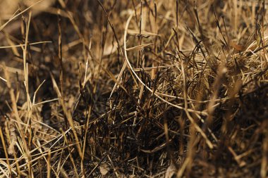 Siyah çim yanma, alanlar, bitkiler için ateş