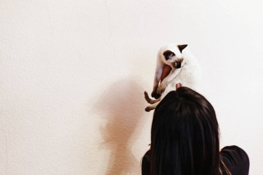 Siyam kedisi sahibinin ellerinde dinleniyor. Genç ve tatlı dişi kedi yavrusuyla oynuyor.