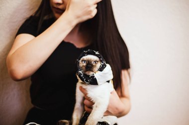 Siyam kedisi sahibinin ellerinde dinleniyor. Genç ve tatlı dişi kedi yavrusuyla oynuyor.