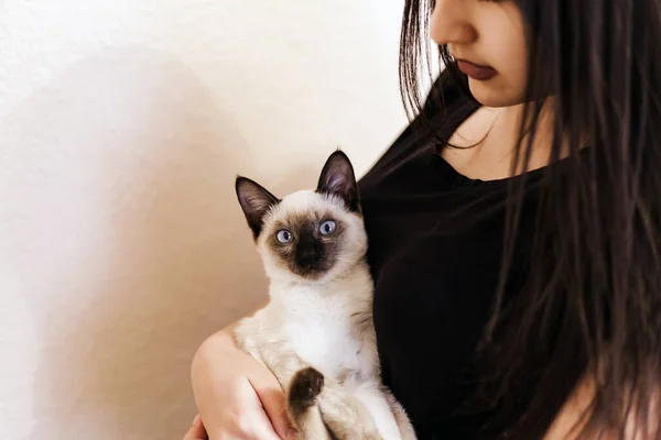 Siamese cat resting in hands of the owner. Young and cute female play with her kitten — Stock Photo, Image