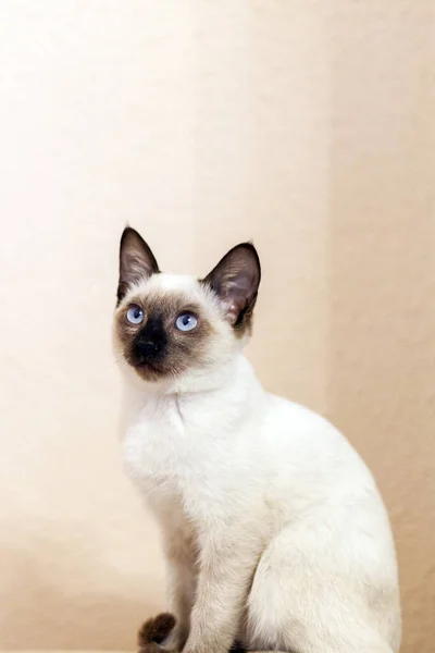 Porträt der schönen siamesischen Katze. niedliches siamesisches Kätzchen posiert lizenzfreie Stockbilder
