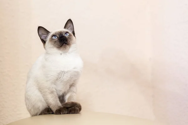 Porträt der schönen siamesischen Katze. niedliches siamesisches Kätzchen posiert Stockbild