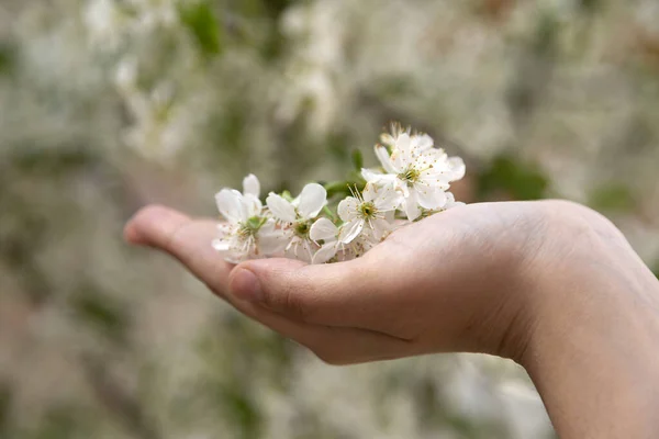 Woman holds spring tree blossoms — Stock Photo, Image