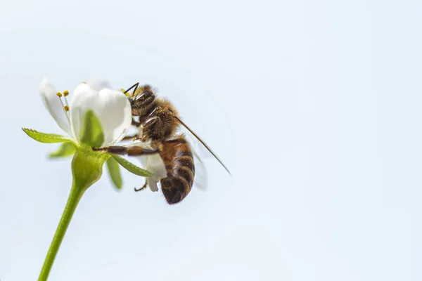 Una abeja en flores de árboles de primavera Fotos De Stock