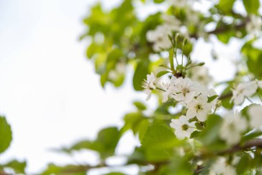 Bahar ağacı çiçekleri