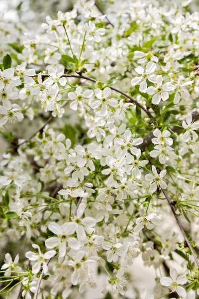 Árvore de Primavera Flores — Fotografia de Stock