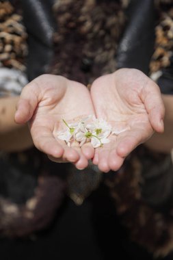 Woman holds in hands first spring tree blossoms