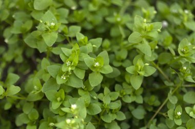 yeşil bitkiler arka plan