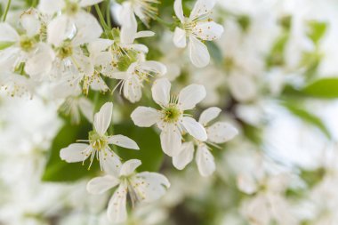 Bahar ağacı çiçekleri