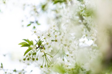 Bahar ağacı çiçekleri