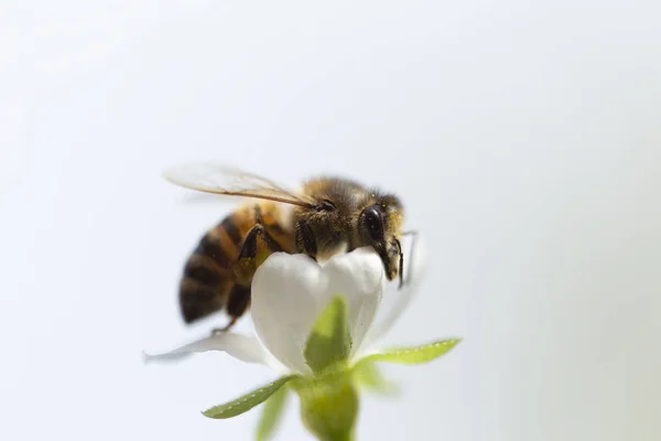ผึ้งบนดอกไม้ต้นไม้ฤดูใบไม้ผลิ — ภาพถ่ายสต็อกฟรี