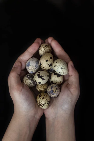Pile of quail eggs in hands — Stock Fotó