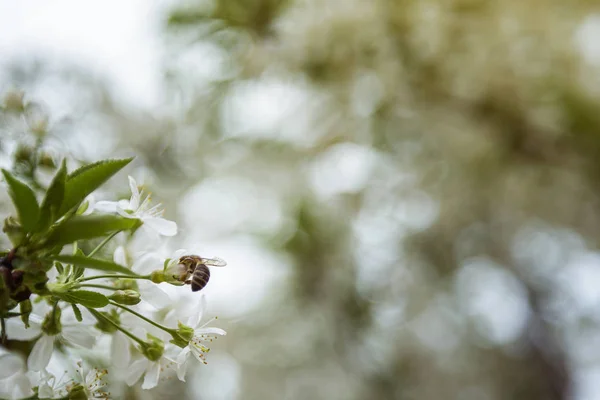 A bee on spring tree flowers — Stock Photo, Image