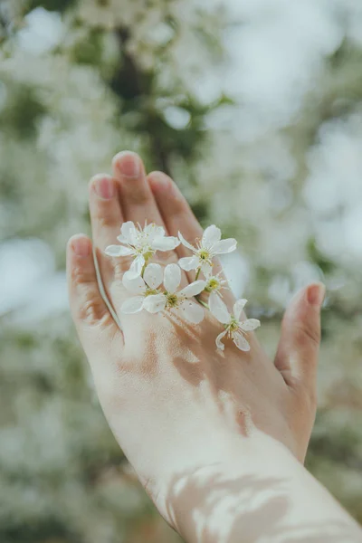 Woman holds spring tree blossoms — Stock Photo, Image